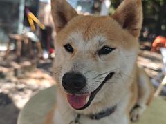 -柴犬高等学院·狗咖·柴犬售卖·宠物训练