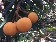 -塘栖枇杷特色园区