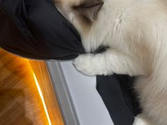 -COLOR PETS 撸猫馆·购猫·猫咖(长风大悦城店)