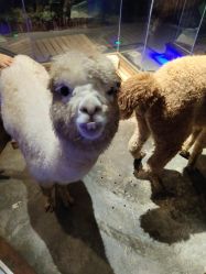 -未来动物城动物主题公园(大悦城店)