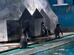 -北戴河圣蓝海洋公园