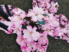 -莫愁湖公园