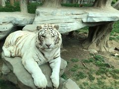 -北京野生动物园