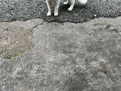 -铁锅哥米线