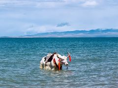 -青海湖国家重点风景名胜区