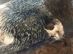 -Honey Bacca 哈尼芭卡高端萌宠(朝阳大悦城店)