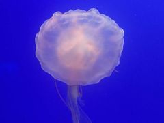 -上海海洋水族馆