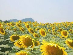 -光明小镇欢乐田园