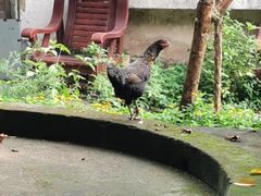 -北海市海滨公园