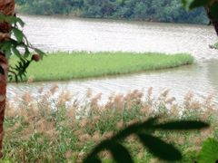 -华侨城湿地公园