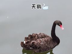 -重庆园博园