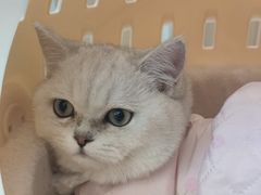 -瑞派·关忠动物医院·猫专科·犬专科(三环新城店)