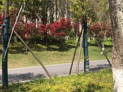 -洋湖国家湿地公园