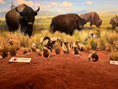 -陕西自然博物馆