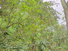 -铁山坪森林公园