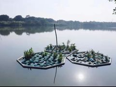 -华侨城湿地公园