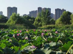 -西安浐灞国家湿地公园
