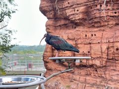 -新加坡飞禽公园