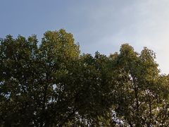 -上海佘山世茂艾美酒店