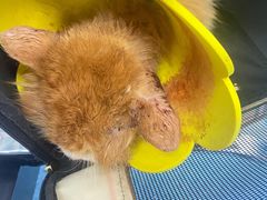 -北京赛佳动物医院