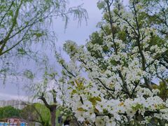 -南汇桃花村