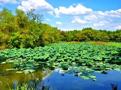 -西溪国家湿地公园