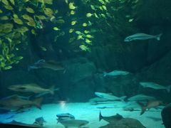 -成都浩海立方海洋公园