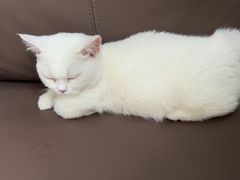 -猫宠乐园·专业洗护