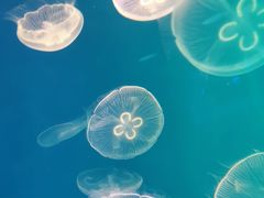-上海海昌海洋公园