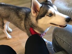 -Husky Go! 哈士奇体验馆·宠物咖啡厅狗咖