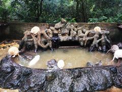-海南热带野生动植物园