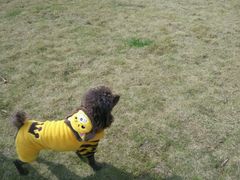 -瑶湖郊野森林公园