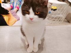 -猫儿山۰猫主题餐厅