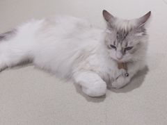 -藏猫猫咖啡主题馆(中央大道店)