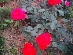 -武汉紫薇都市田园