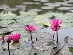 -中国科学院西双版纳热带植物园