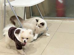 -菲尔斯特宠物医院