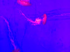 -瑞普利水族馆