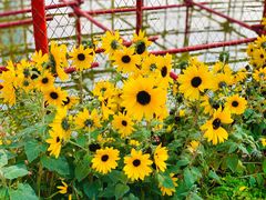 -海心沙亚运公园