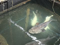 -蓝湾碧波·老字号·疍家非遗海上餐厅