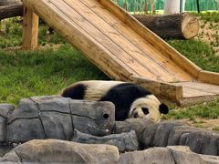 -秦皇岛野生动物园