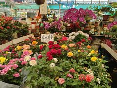 -曲阳花鸟市场(曲阳路店)