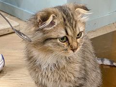 -安格丽娜·狗咖·猫咖羊驼咖(春熙路百盛商场店)