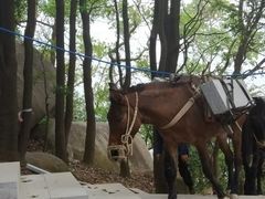 -火炉山森林公园