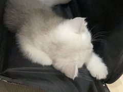 -创凡宠物医院·骨专科  猫科中心(西乡分院)