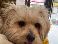 -帕帕拉兹宠物(亚洲旗舰店)