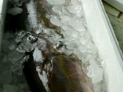 -龙溪海鲜酒家(溪涌店)