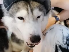 -Husky Go! 哈士奇体验馆·宠物咖啡厅狗咖