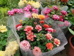 -三圣花乡旅游区