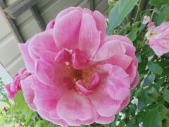 -硗碛藏寨·神木垒景区